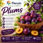 Premium Plums